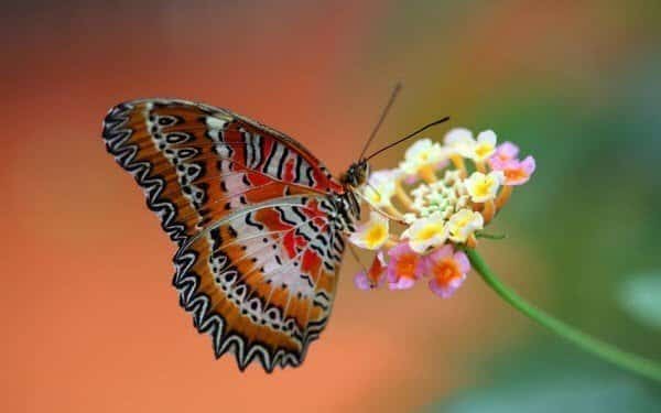 صورة لـ أفضل الخلفيات المميزة و الرسمية الصادرة عن مايكروسوفت | butterflies-theme-windows-DzTechs