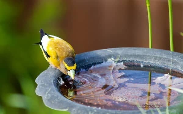 صورة لـ أفضل الخلفيات المميزة و الرسمية الصادرة عن مايكروسوفت | christopherdelliott-pasific-northwest-birds-theme-DzTechs