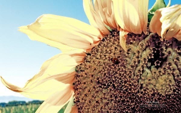 صورة لـ أفضل الخلفيات المميزة و الرسمية الصادرة عن مايكروسوفت | garden-flowers-theme-sunflower-DzTechs