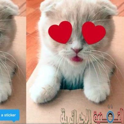 صورة لـ تويتر بدأت في إختبار ميزة جديدة وهي إضافة الملصقات للصور على أندرويد و iOS | twitter-sticker-feature-1