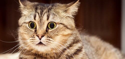 صورة لـ 10 نصائح حيوية ومهمة للبيع بنجاح على موقع eBay | scaredcat-DzTechs