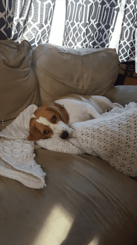 صورة لـ تطبيقات تعديل الصور التي تستخدم الذكاء الاصطناعي لتعزيز صورك | AI-photo-editors-original-DzTechs