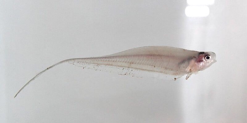 صورة لـ تم تطبيق AR في حوض للأسماك لخدع أجهزة الاستشعار عند الأسماك | news-fish-ar-featured-DzTechs