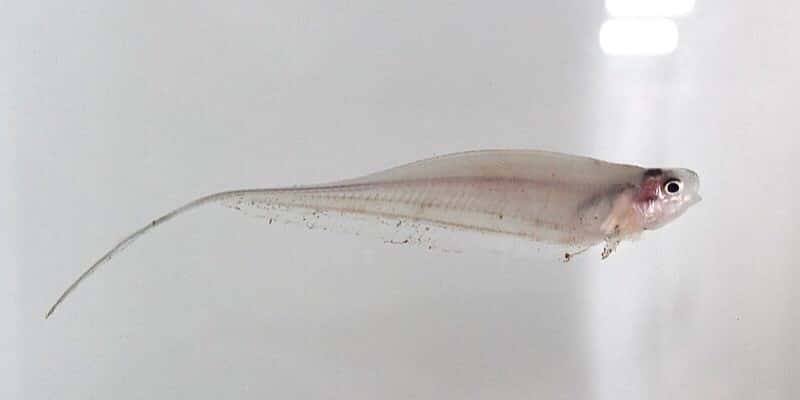 صورة لـ تم تطبيق AR في حوض للأسماك لخدع أجهزة الاستشعار عند الأسماك | news-fish-ar-featured