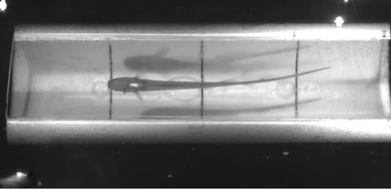 صورة لـ تم تطبيق AR في حوض للأسماك لخدع أجهزة الاستشعار عند الأسماك | news-fish-ar-video-DzTechs