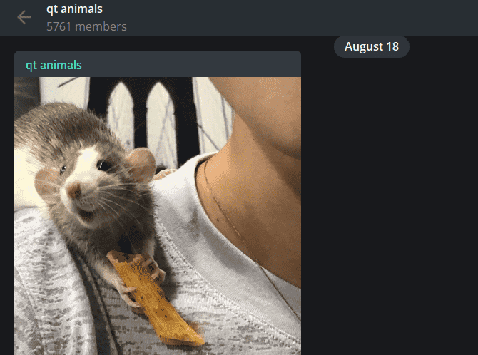 صورة لـ أفضل قنوات Telegram وكيفية استخدامها | Telegram-Cute-Animals-Channel-min-DzTechs