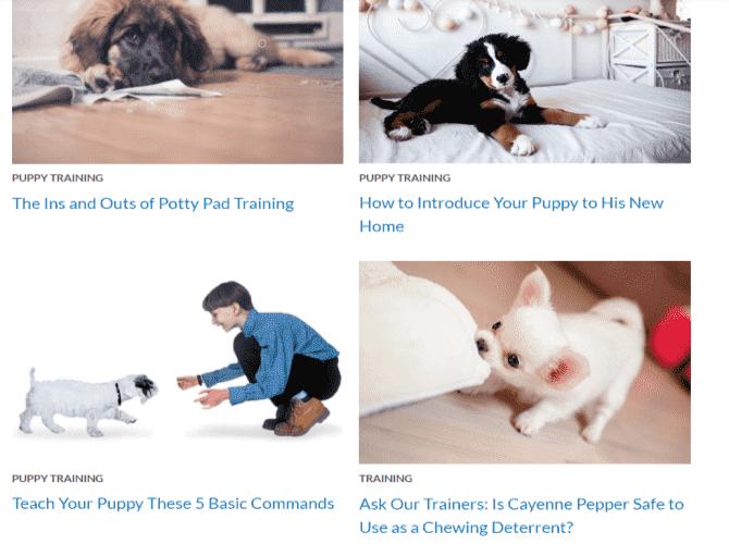 صورة لـ أفضل الدورات التدريبية المجانية على الانترنت للكلاب لتعليم جروك الخدع الجديدة | akc-dog-training-min-DzTechs