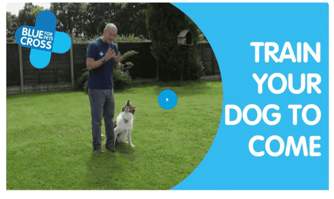 صورة لـ أفضل الدورات التدريبية المجانية على الانترنت للكلاب لتعليم جروك الخدع الجديدة | bluecross-dog-training-min-DzTechs