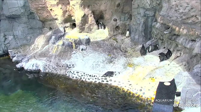 صورة لـ أفضل تجارب السفر الافتراضية التي يمكن لعائلتك الاستمتاع بها معًا | AquariumOfThePacificPenguinCam-HUPcDRfs-DzTechs