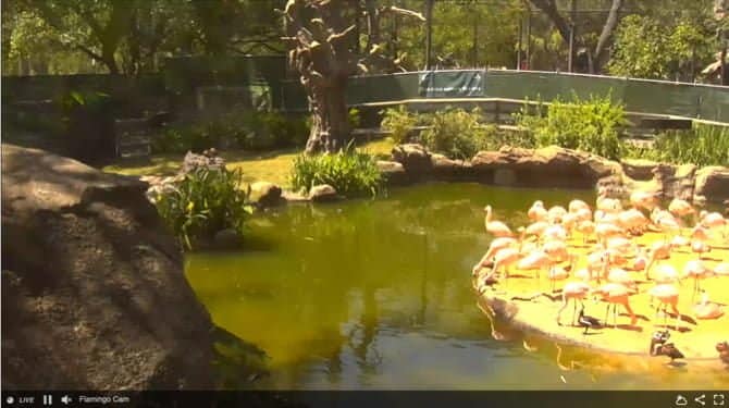 صورة لـ أفضل تجارب السفر الافتراضية التي يمكن لعائلتك الاستمتاع بها معًا | HoustonZooFlamingoCam-KjQcDRfs-DzTechs