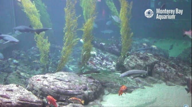 صورة لـ أفضل تجارب السفر الافتراضية التي يمكن لعائلتك الاستمتاع بها معًا | MontereyBayAquariumSharkCam-ifRcDRfs-DzTechs