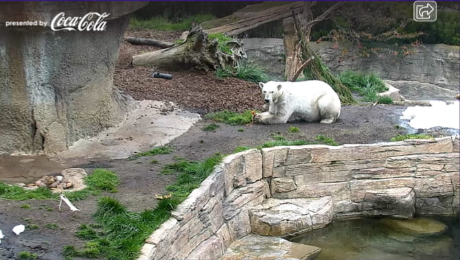 صورة لـ أفضل تجارب السفر الافتراضية التي يمكن لعائلتك الاستمتاع بها معًا | SanDiegoZooPolarBearCam-zoRcDRfs-DzTechs