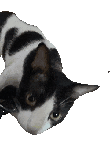 صورة لـ هذه الأداة المجانية المُستندة إلى الذكاء الإصطناعي تزيل الخلفية من مقاطع الفيديو تلقائيًا | oreo-instant-unscreen-DzTechs