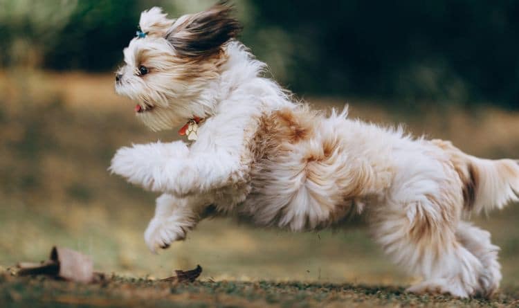 صورة لـ أفضل نصائح تصوير الحيوانات الأليفة للحصول على لقطات رائعة | 1JjheK0l_0EmTojTDjKd1mw-DzTechs