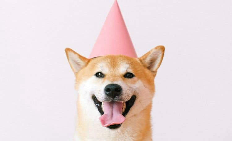 صورة لـ أفضل نصائح تصوير الحيوانات الأليفة للحصول على لقطات رائعة | 1SGU6qj0PT8lTfYBPiOwhBQ-DzTechs