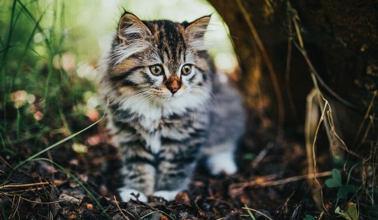 صورة لـ أفضل نصائح تصوير الحيوانات الأليفة للحصول على لقطات رائعة | 1cZ1v-CFOJySBTaVCXWbokg-DzTechs