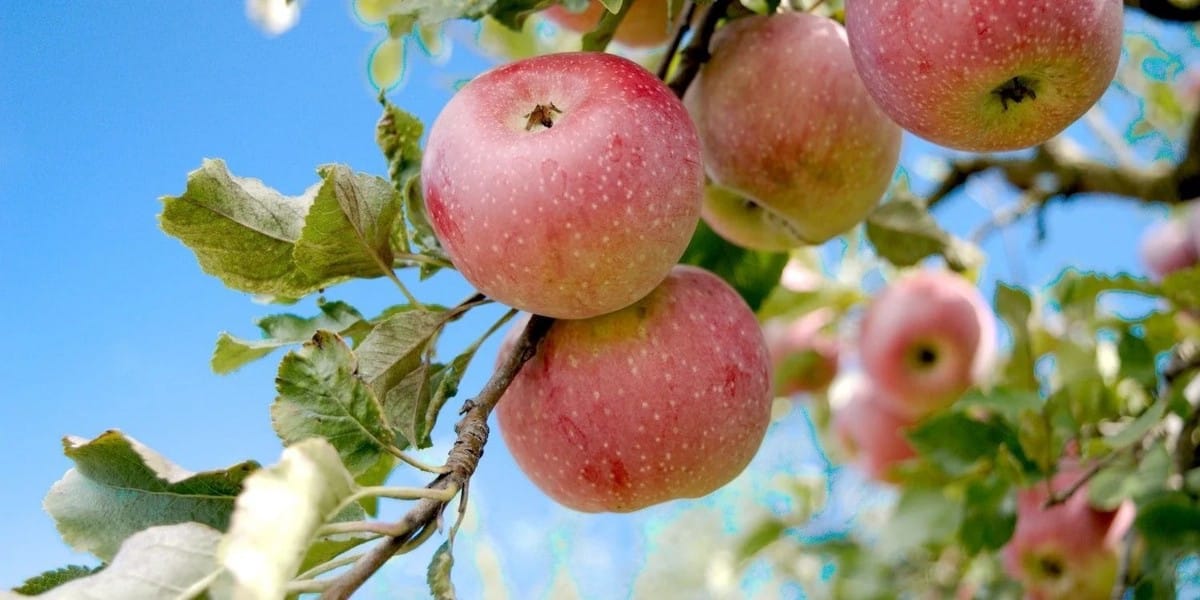 صورة لـ أروع الحقائق التي لم تكن تعرفها عن شركة Apple | 1jH1gzrTXVRAs-H5q9P_aGg-DzTechs