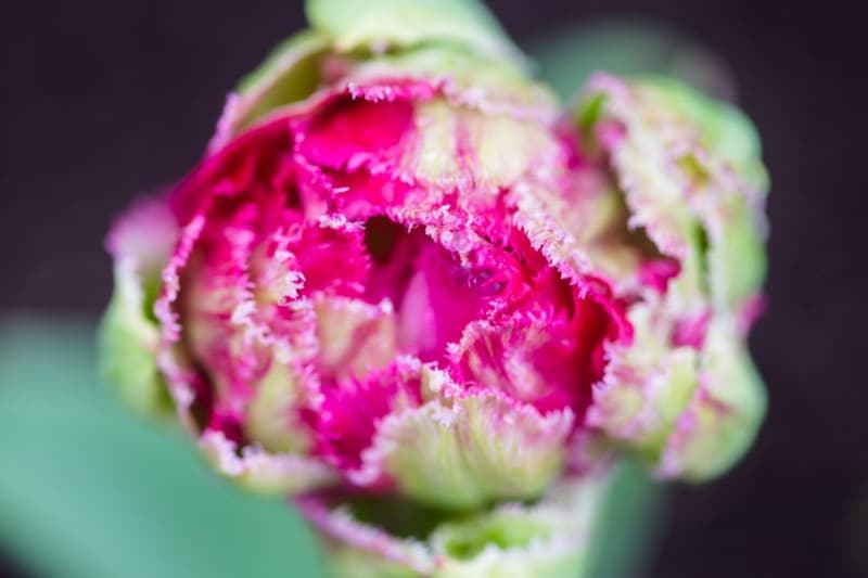 صورة لـ ما يجب فعله وما لا يجب فعله في تصوير الماكرو | 18ePwV0S2YF2T9UOyT-zCRQ-DzTechs