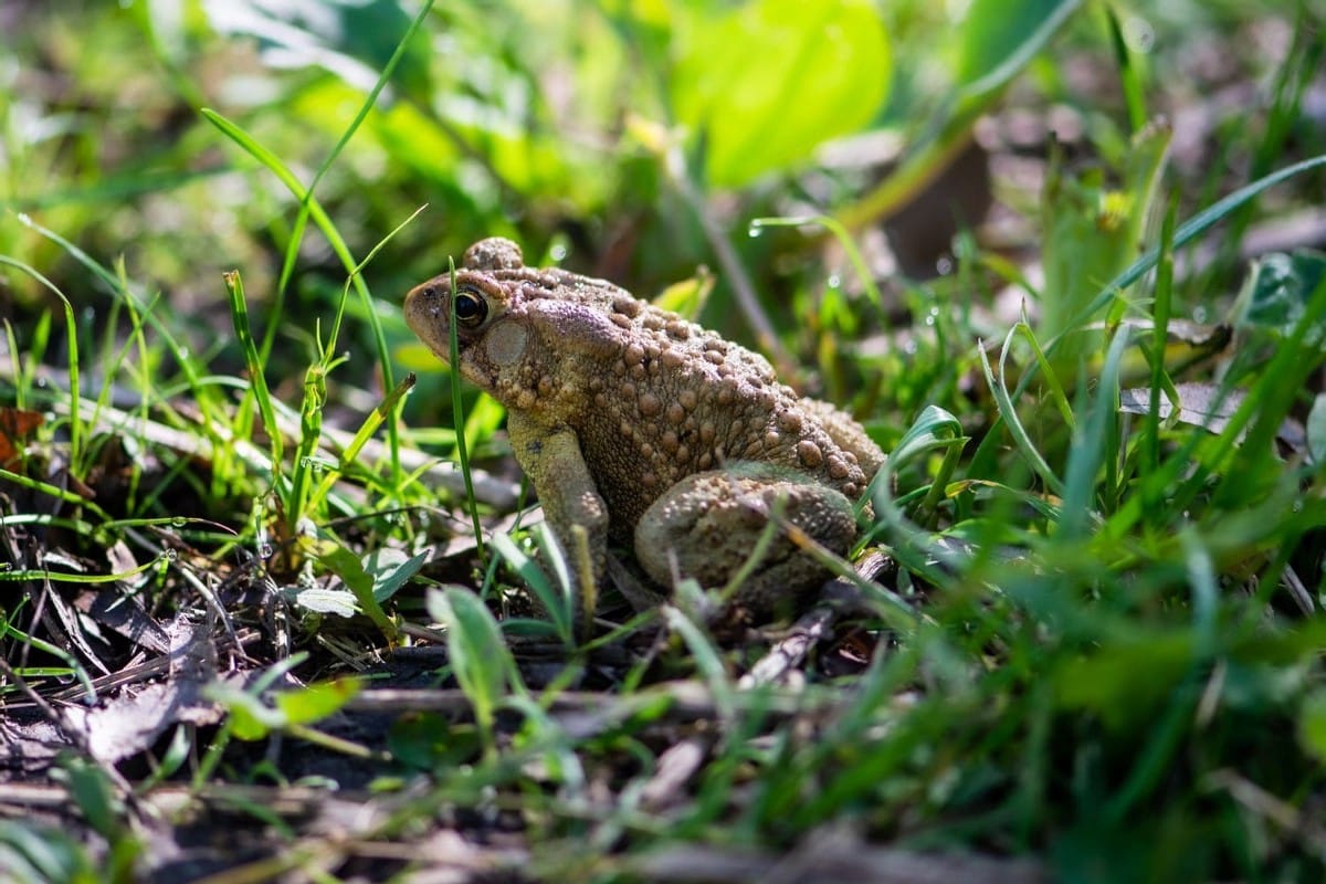 صورة لـ ما يجب فعله وما لا يجب فعله في تصوير الماكرو | 1PB6R0JYOpcwlsmQCwglvwQ-DzTechs