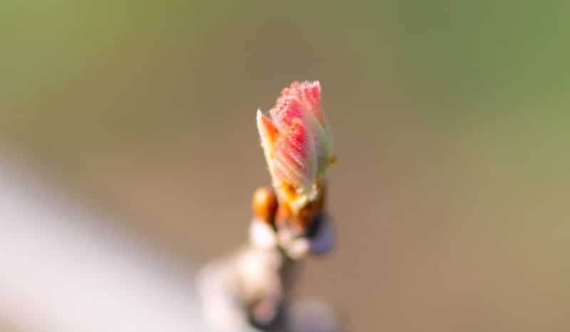 صورة لـ ما يجب فعله وما لا يجب فعله في تصوير الماكرو | 1aB5At1xklx-axtlpiXoj-A-DzTechs