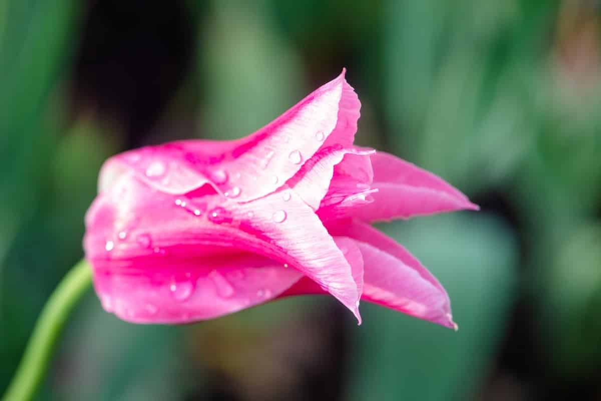 صورة لـ ما يجب فعله وما لا يجب فعله في تصوير الماكرو | 1qboZGDZolWQzohgMh0RMrw-DzTechs