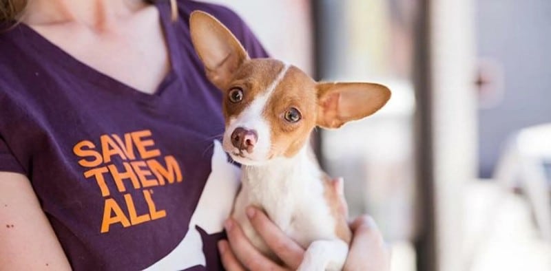 صورة لـ أفضل مواقع الويب لمُحبي الكلاب الذين لديهم أسئلة حول رعاية الحيوانات الأليفة | 18VvtUBzVB3A1jpGi_1pu4w-DzTechs