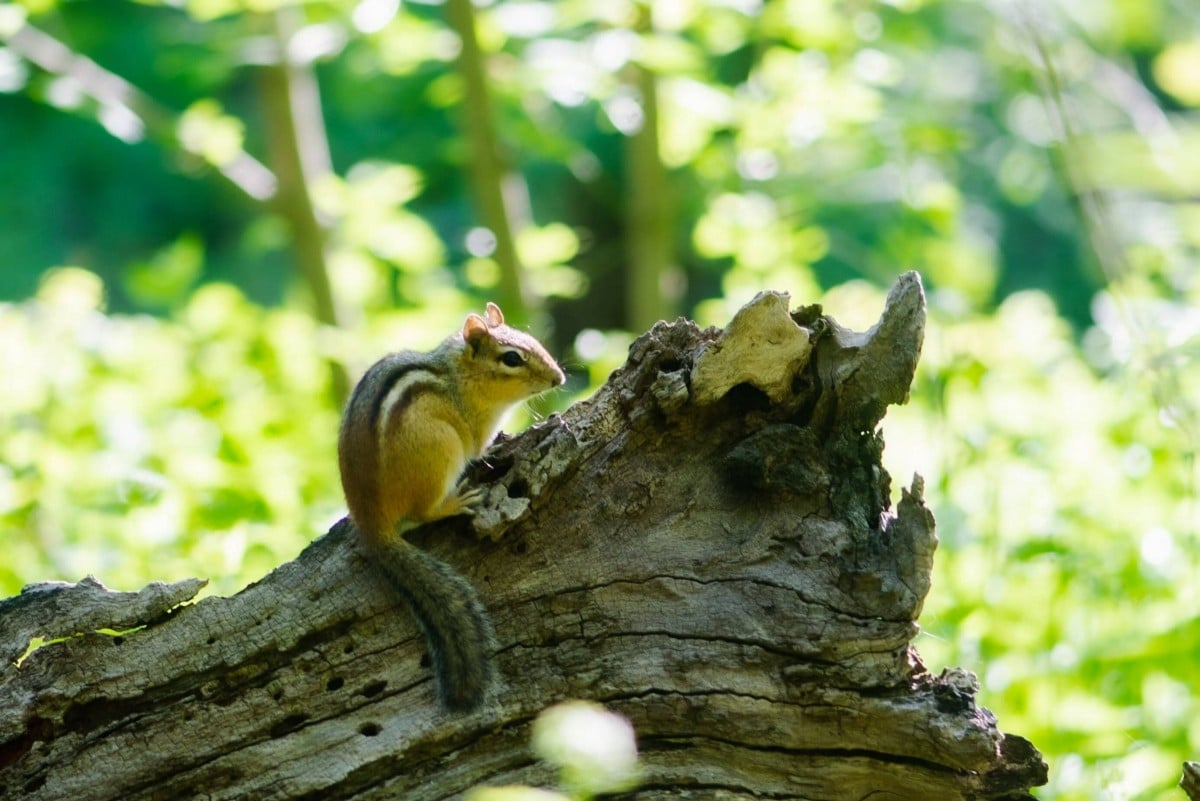 صورة لـ كيفية البدء في تصوير الطبيعة والحياة البرية: أهم النصائح | 1PvnmYmqbiyqxJp1JTFHp0A-DzTechs