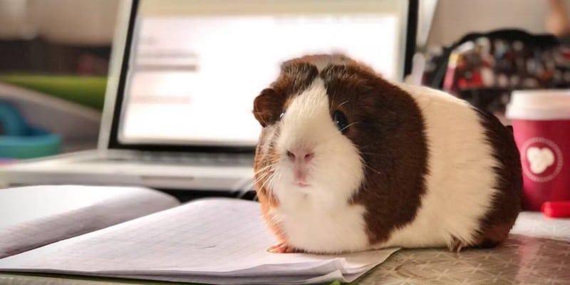 صورة لـ كيفية التغلب على العوامل الشائعة لقتل الإنتاجية في مكان العمل | 1f7q900AJFVSY75bFrMw-uQ-DzTechs