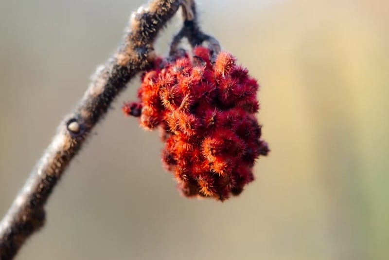 صورة لـ مشاريع التصوير الفوتوغرافي لتجربتها في الخريف باستخدام عدسة الماكرو | 103u7Dco2ZPyvXVCylWGsYg-DzTechs
