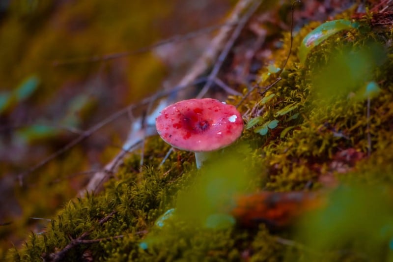 صورة لـ مشاريع التصوير الفوتوغرافي لتجربتها في الخريف باستخدام عدسة الماكرو | 1LOZX8D46pdn946R1Km3YtA-DzTechs
