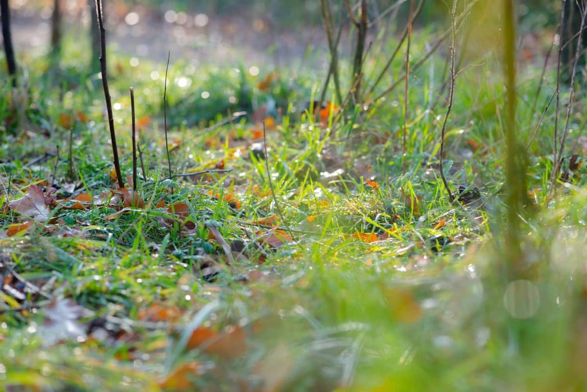 صورة لـ مشاريع التصوير الفوتوغرافي لتجربتها في الخريف باستخدام عدسة الماكرو | 1X0MVDOJuzbxQ7SznCsliMA-DzTechs