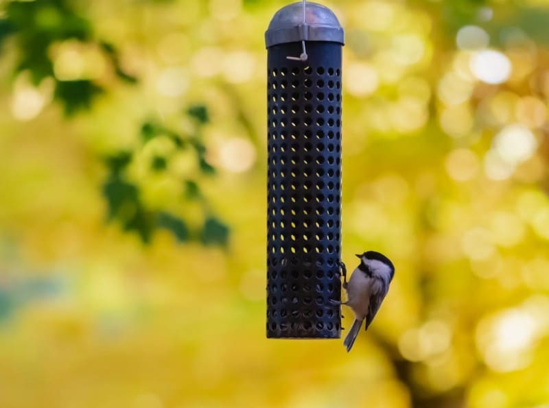 صورة لـ مشاريع التصوير الفوتوغرافي لتجربتها في الخريف باستخدام عدسة الماكرو | 1vJbmRf1wIaMlvbldiBgcnA-DzTechs