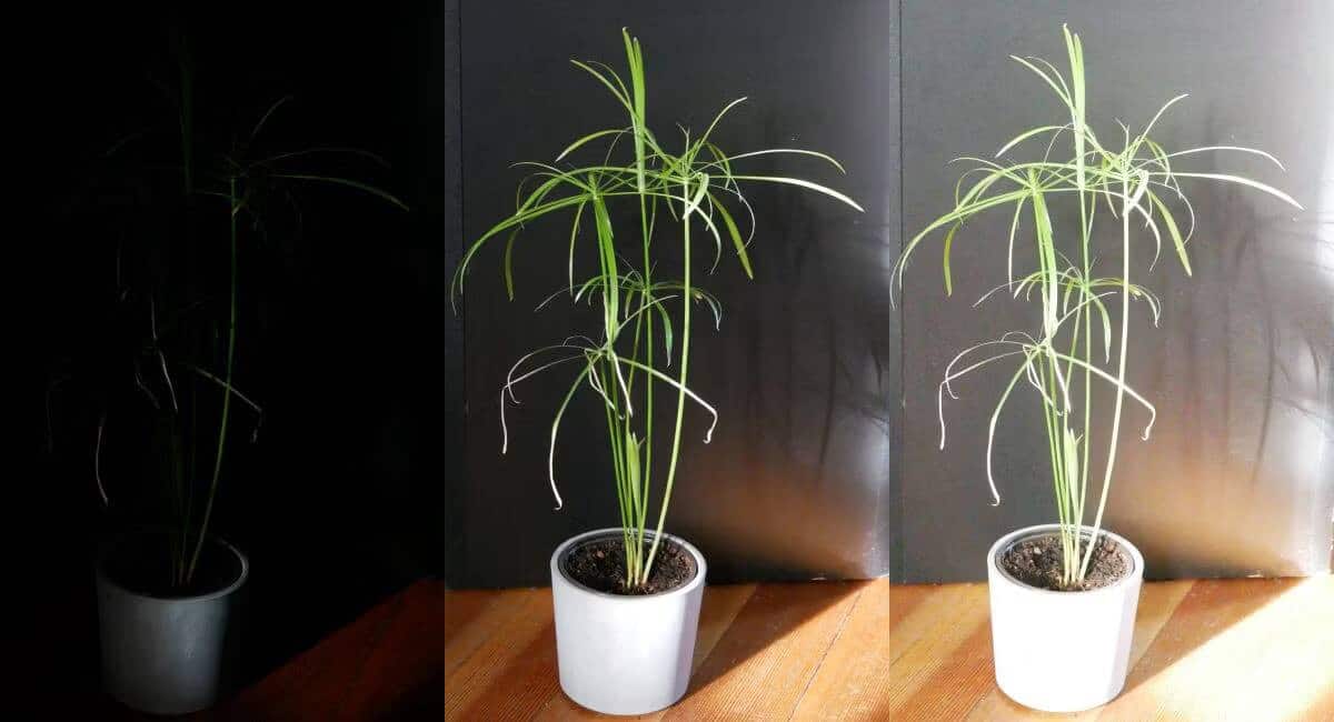 صورة لـ ما هو الأيزو (ISO) في التصوير الفوتوغرافي؟ دليل لإعدادات الكاميرا | 1jLYyAEzxetG5Im98iT2XgQ-DzTechs