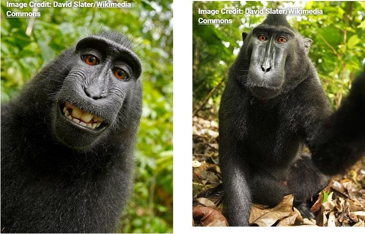 صورة لـ من يملك حق المؤلف لإبداعات الذكاء الاصطناعي؟ كيف تعمل حقوق الطبع والنشر لهذه الأعمال الفنية؟ | 1xVqlf9uG-nxPONC6Rg1JUQ-DzTechs