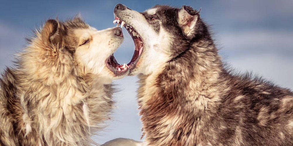 صورة لـ هل يُمكن أن يُنقذ ChatGPT حياتك في البرية؟ | 1-tZCCUN-VRHLMYdKSgvNYg-DzTechs