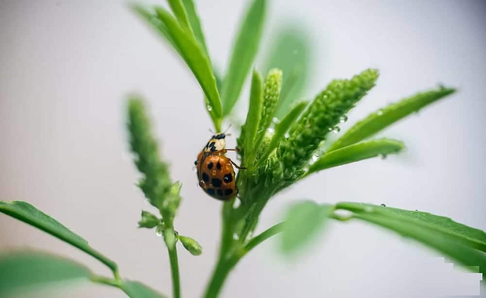 صورة لـ كيف تبدأ مع التصوير سوبر ماكرو: النصائح الرئيسية | 1GSbPo9doIEGNPYR5s50gjg-DzTechs