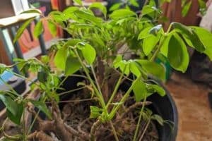 صورة لـ مراجعة Google Pixel 8: اكتشف كيف أصبح أفضل من السابق مع إضافة ميزات مُبهرة | 14415Fd-8v6Rgvy8HE6oFfQ-DzTechs