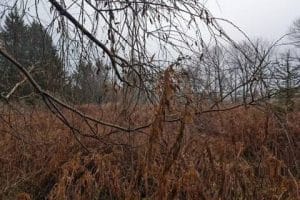 صورة لـ مراجعة Google Pixel 8: اكتشف كيف أصبح أفضل من السابق مع إضافة ميزات مُبهرة | 1og1ylPdTiC4twxI41SGqMQ-DzTechs