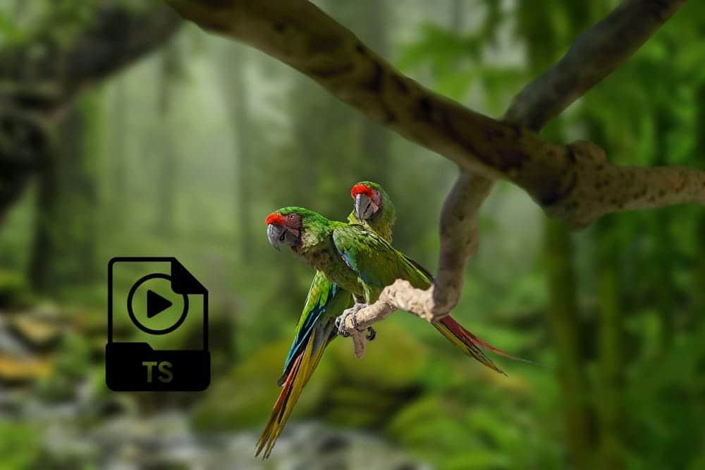 صورة لـ ما هو الملف بتنسيق TS؟ كيف يُمكنك فتحه وعرض مُحتوياته | 1gtjzJtlO6hjrk3rkd6eDxw-DzTechs