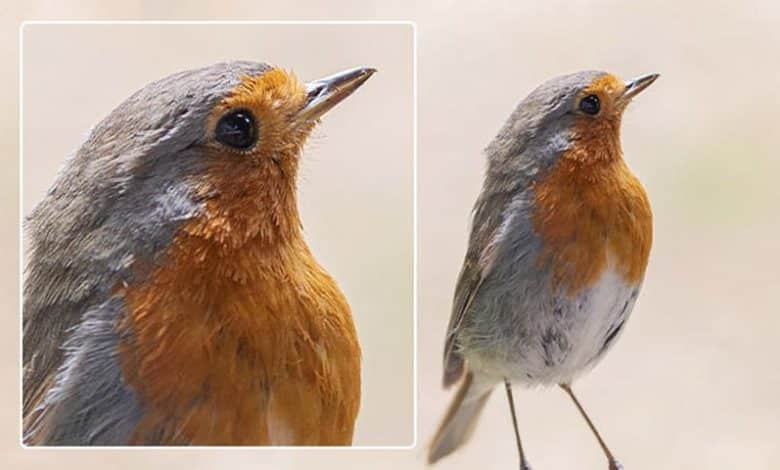 صورة لـ كيفية ترقية حجم الصورة دون فقدان الجودة: أفضل الطرق | 1uJFhZjh68omP6FLJg-r81g-DzTechs