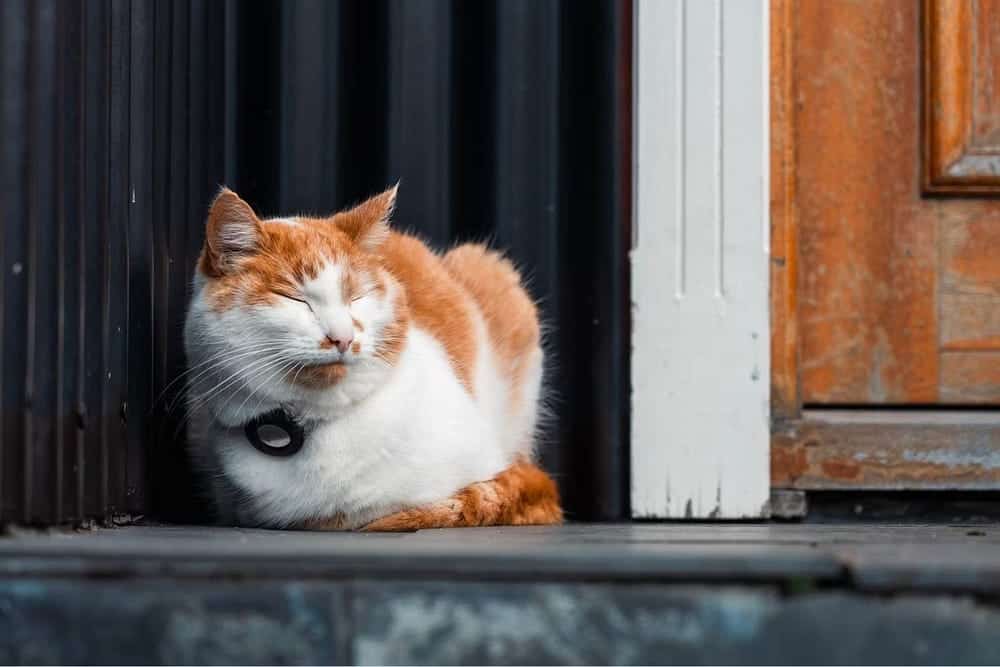 صورة لـ تجارب واقعية تكشف عن تحديات دمج الحيوانات الأليفة مع الأدوات المنزلية الذكية | 1XoXKboQEQDvPscezD_VLBA-DzTechs