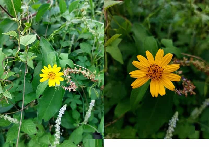 صورة لـ كيف تختار بين التكبير أو الاقتراب من موضوعك للحصول على أفضل صور بهاتفك الذكي | 1G4fXqc7SNRV_3Y1mCHKx0w-DzTechs