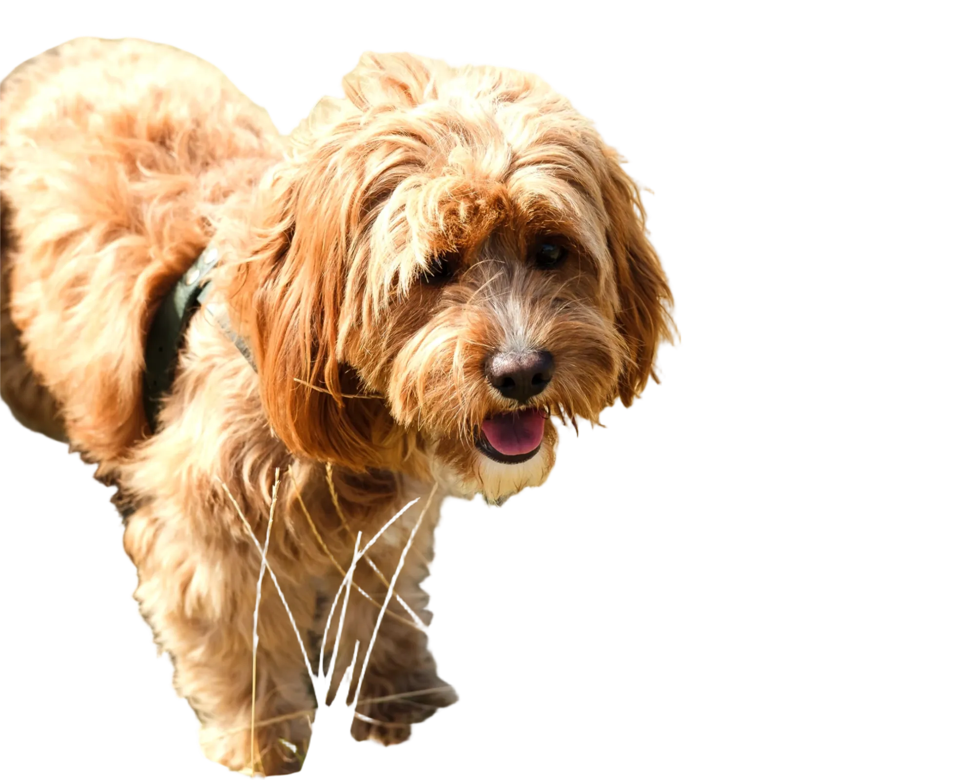 صورة تم إزالة خلفيتها باستخدام AI Ease