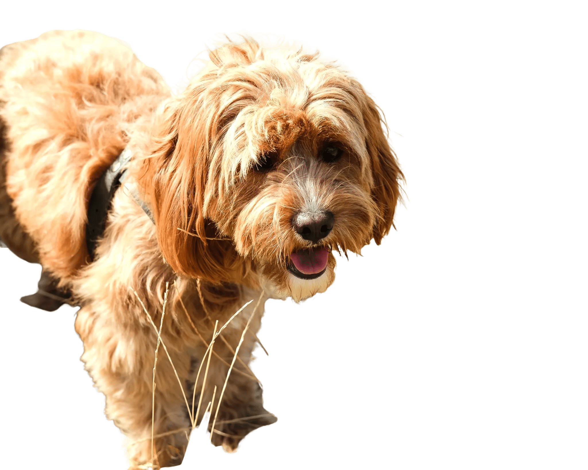 Adobe Express Background Removed for a Dog