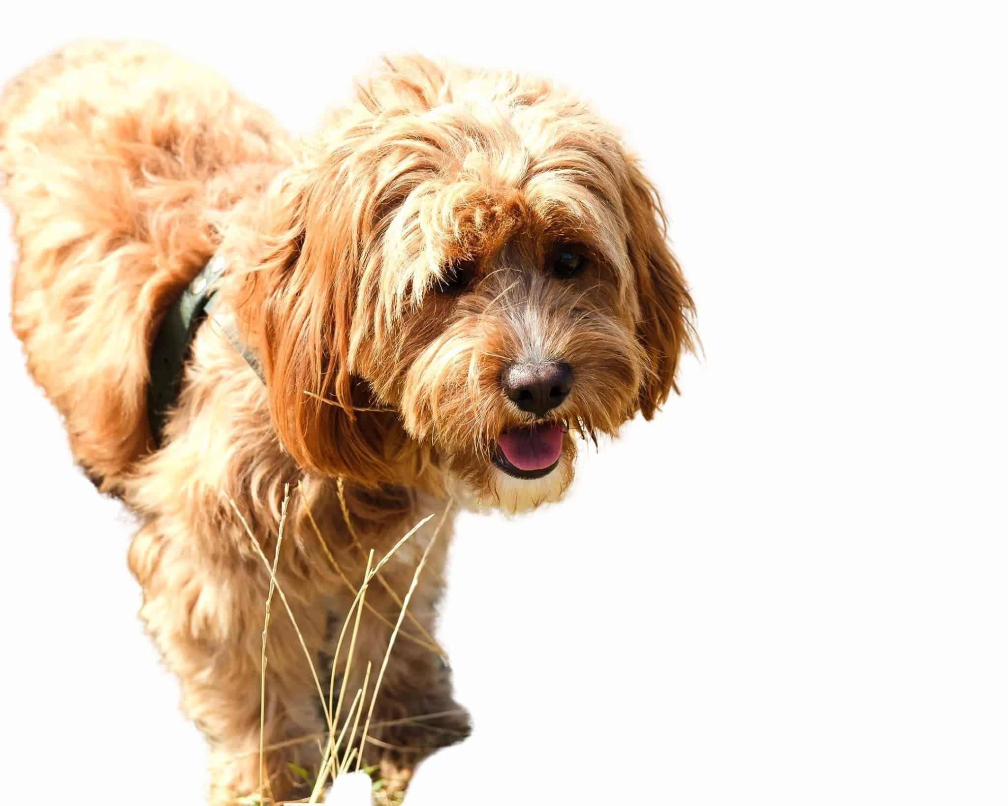 Using Canva's AI Background Removal Tool