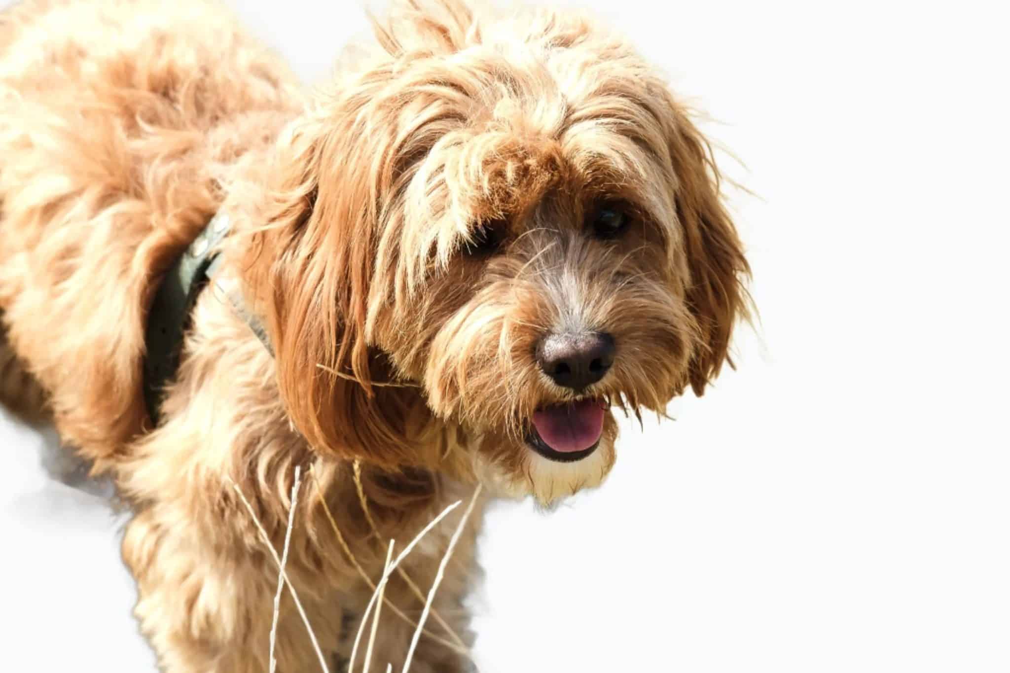 تمت إزالة خلفية الصورة باستخدام Creative Fabrica