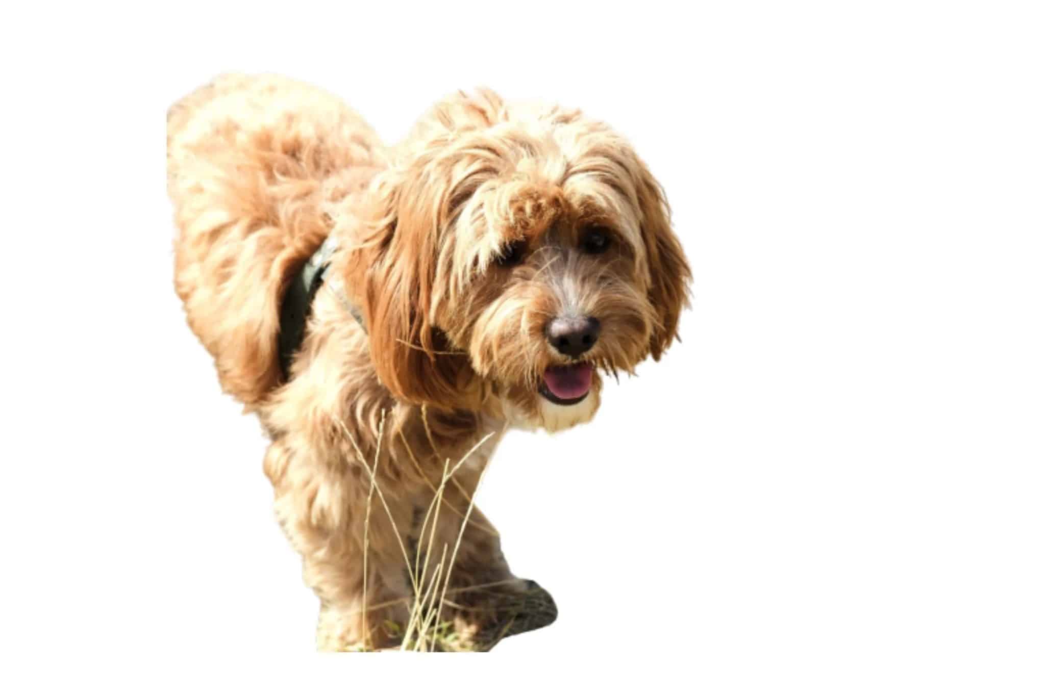 Cutout.pro Background Removal for a Dog