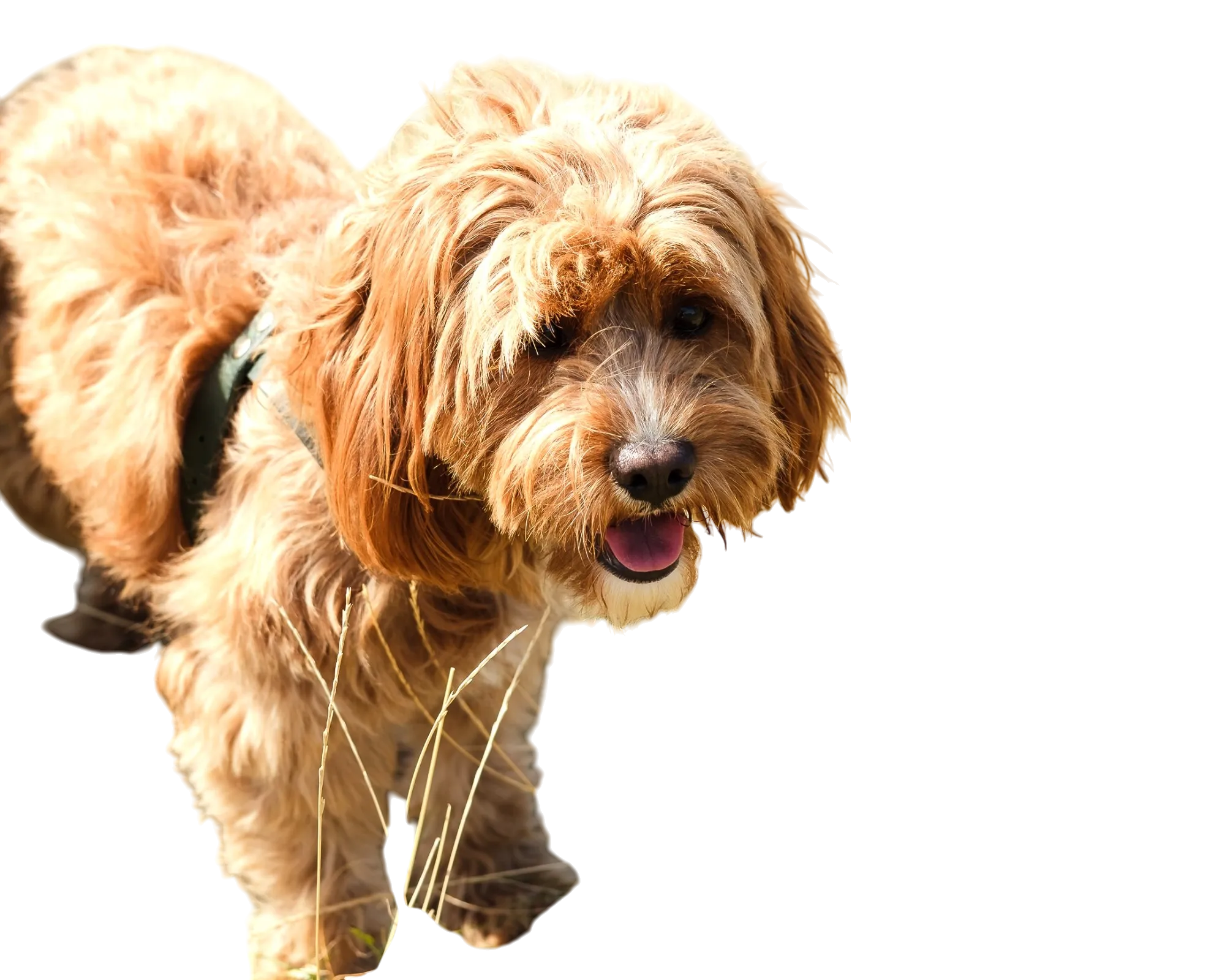 صورة تم إزالة خلفيتها في Photoroom