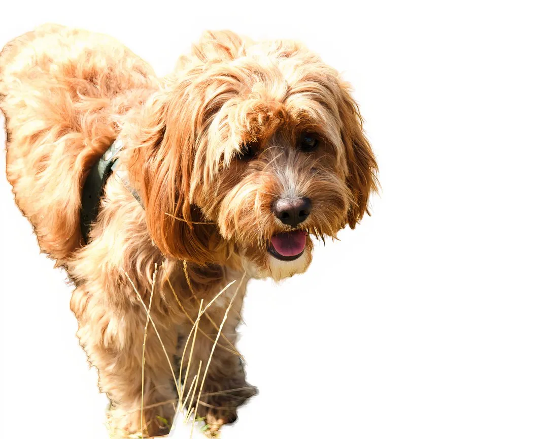 Dog with background removed in Pixelcut