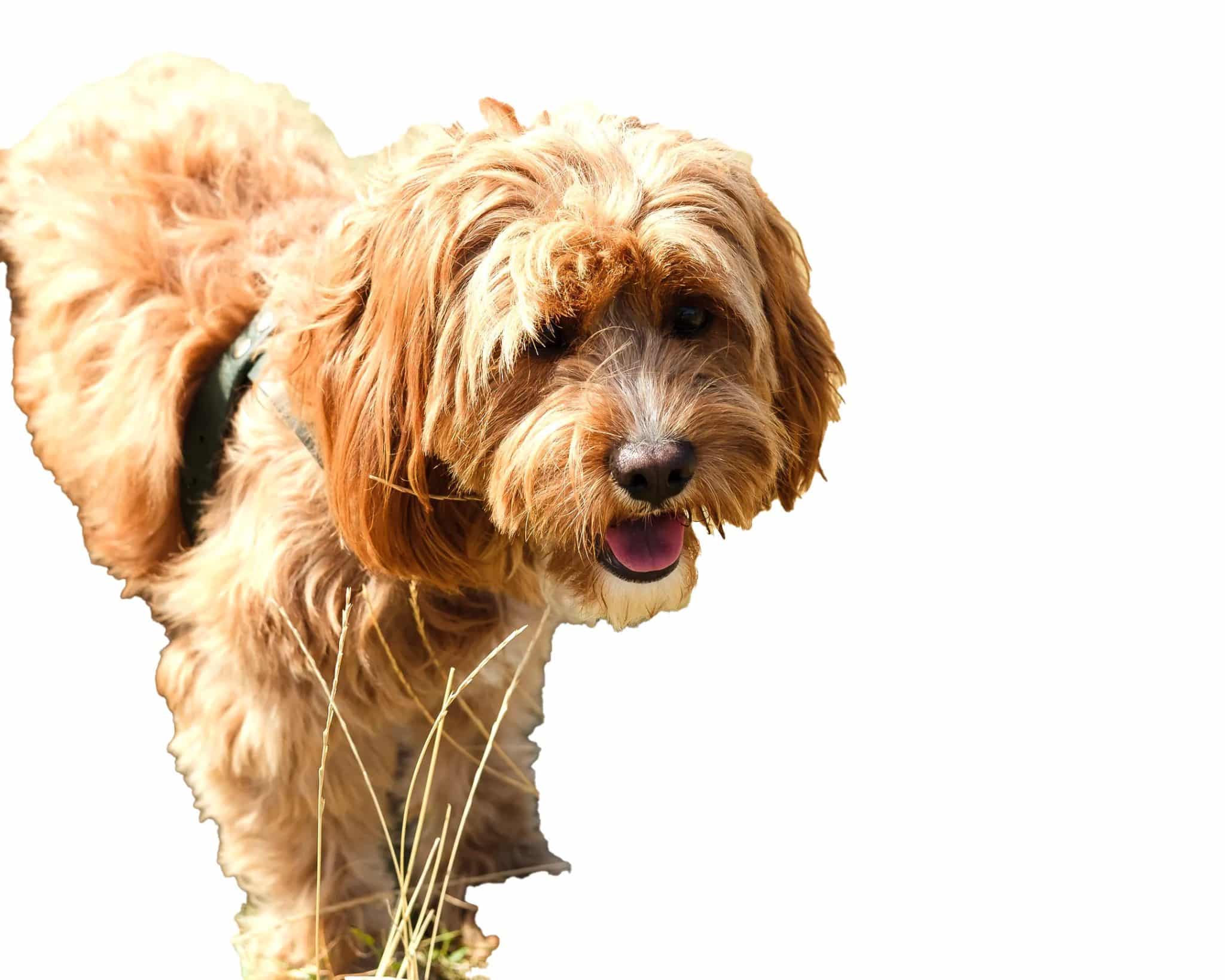 صورة لخلفية صورة كلب تمت إزالتها في برنامج Photoshop